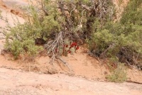 The desert was in bloom around Moab during the 2011 Rally on the Rocks.